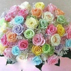 Meet your Posher, Monica